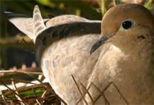 Product picture Birdwatching for Beginners ebook 